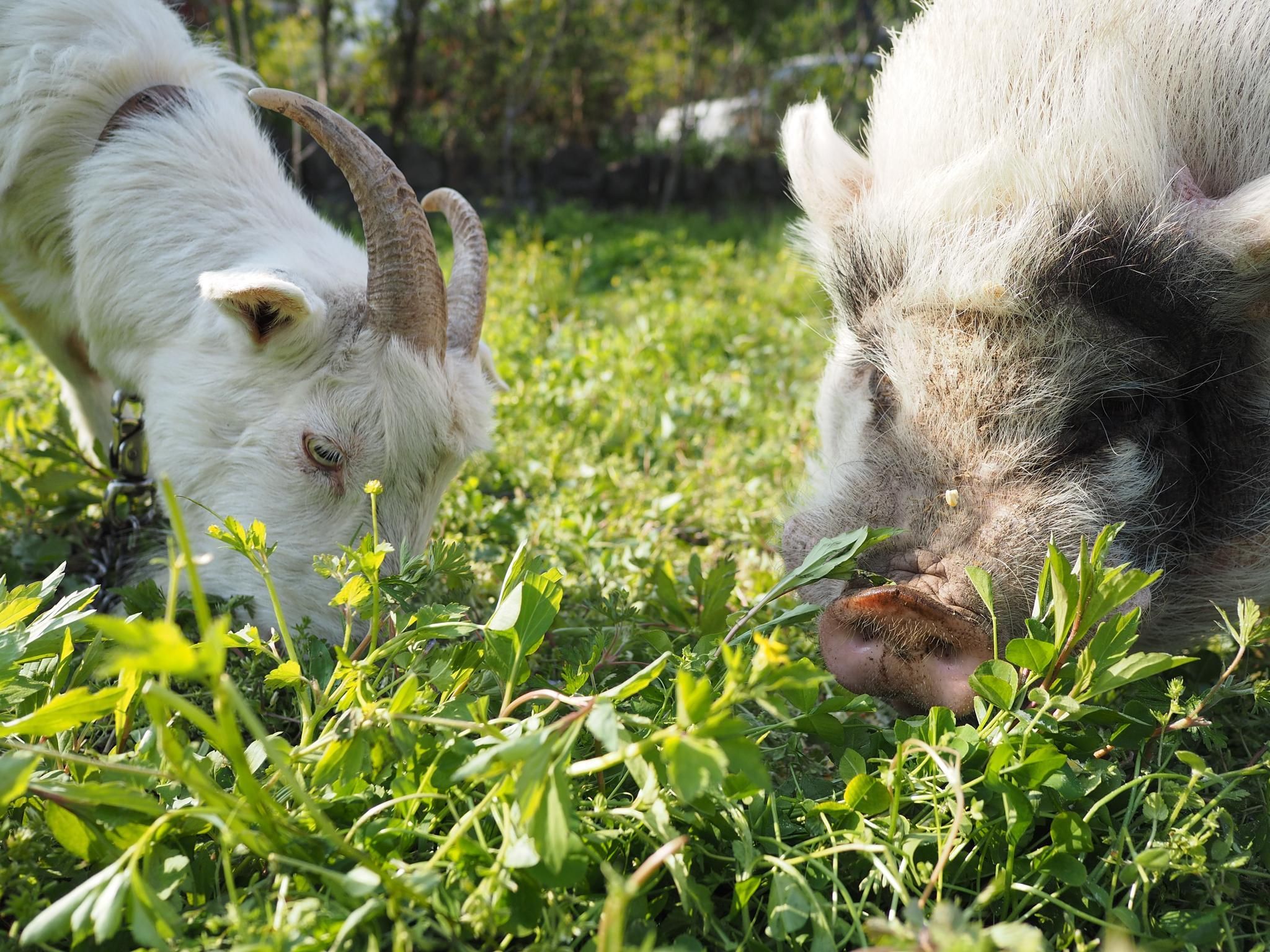 Sonstige
