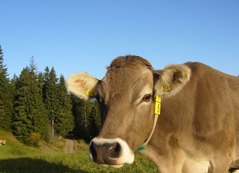 Sonstige Foto