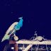 Sonstige
