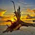 Sonstige